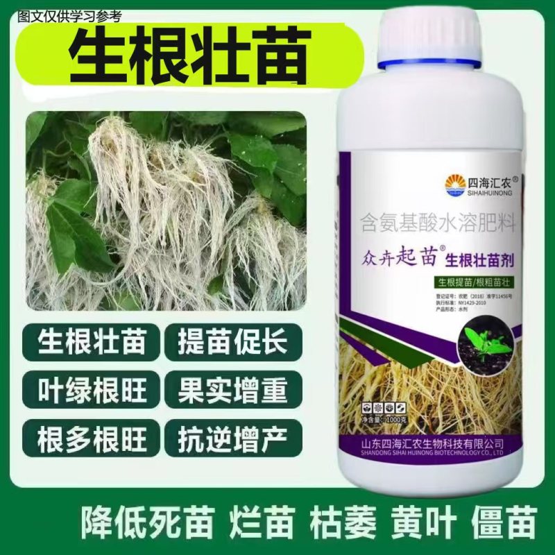 生根壮苗剂促进生根，生根快，好成活，主根健壮，侧根密集
