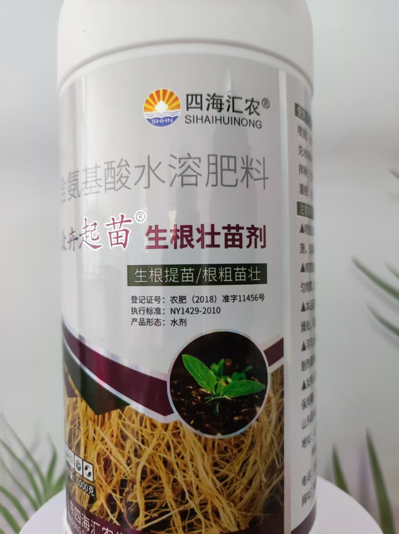 生根壮苗剂促进生根，生根快，好成活，主根健壮，侧根密集