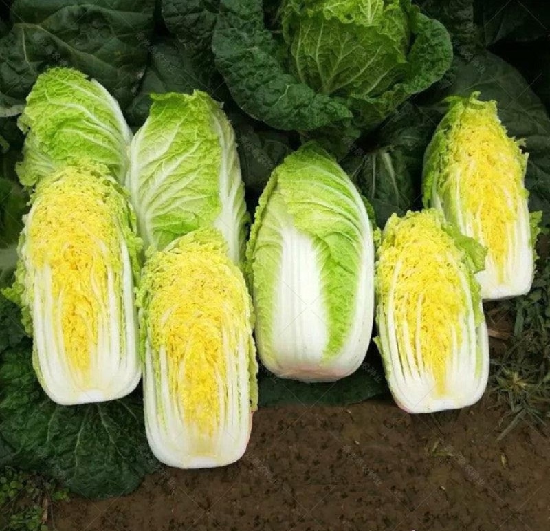 出售娃娃菜80万斤，价格便宜，质量保证，欢迎全国各地客商