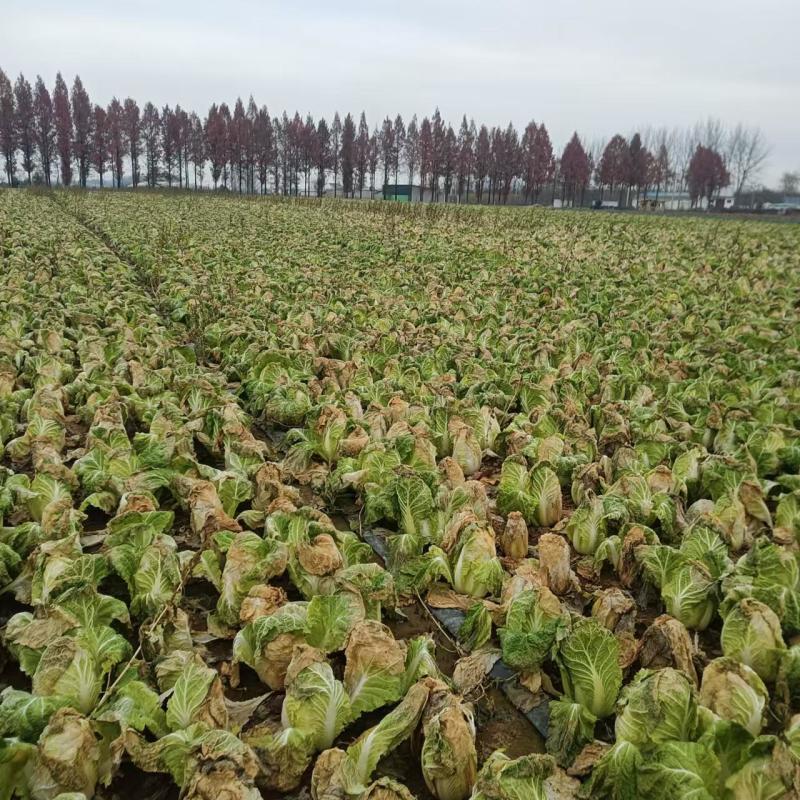 出售娃娃菜80万斤，价格便宜，质量保证，欢迎全国各地客商