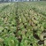 出售娃娃菜80万斤，价格便宜，质量保证，欢迎全国各地客商