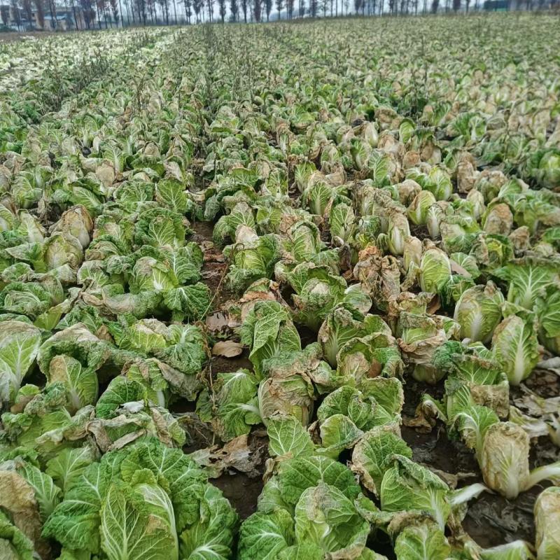 出售娃娃菜80万斤，价格便宜，质量保证，欢迎全国各地客商