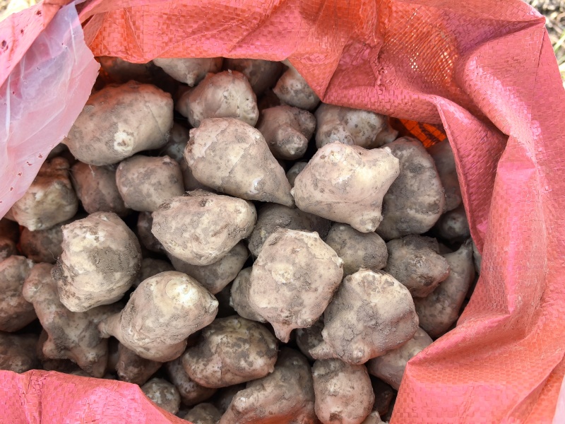 河南灵宝市万亩红姜白姜品质好货源充足