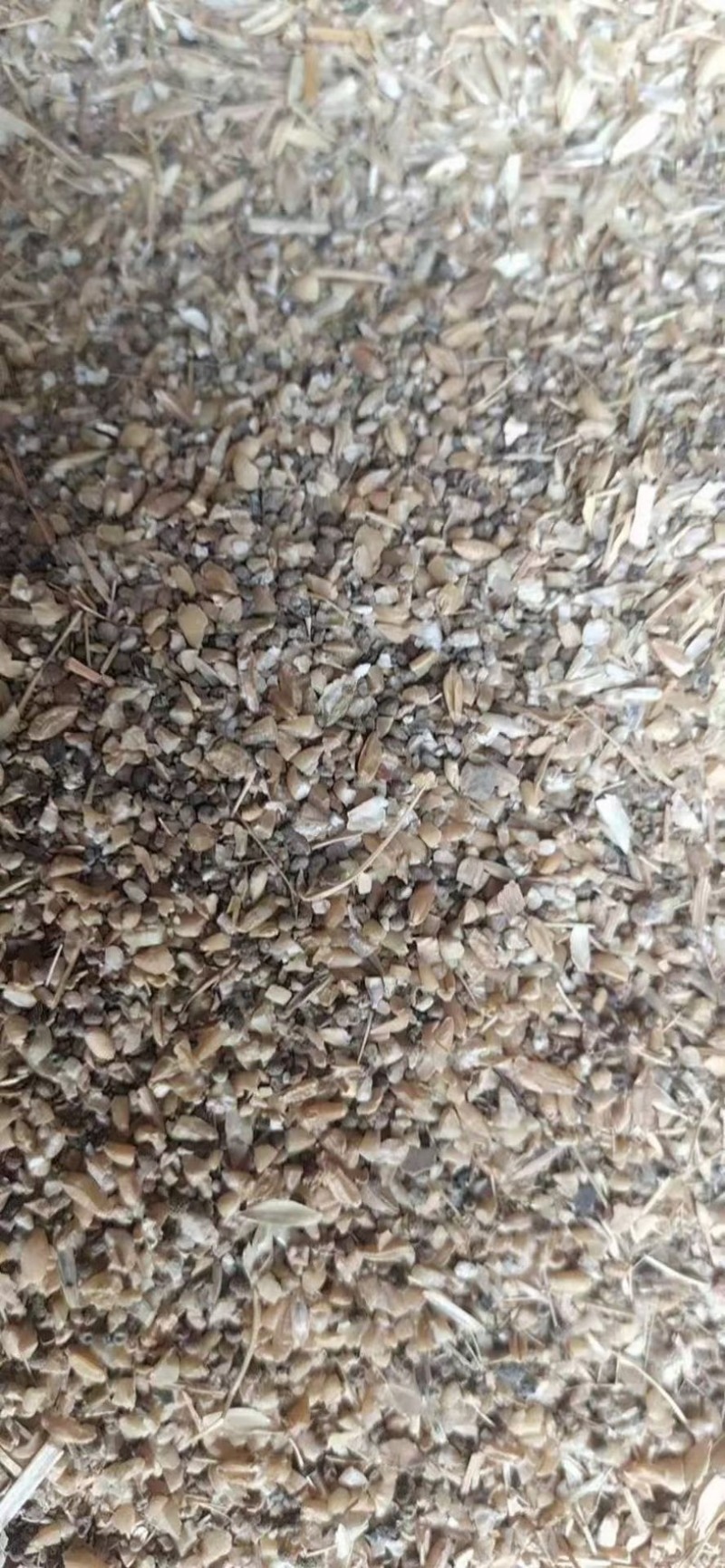 草籽麦碎麦子无土无沙无霉变养殖鸡鸭鹅用河北厂家销售