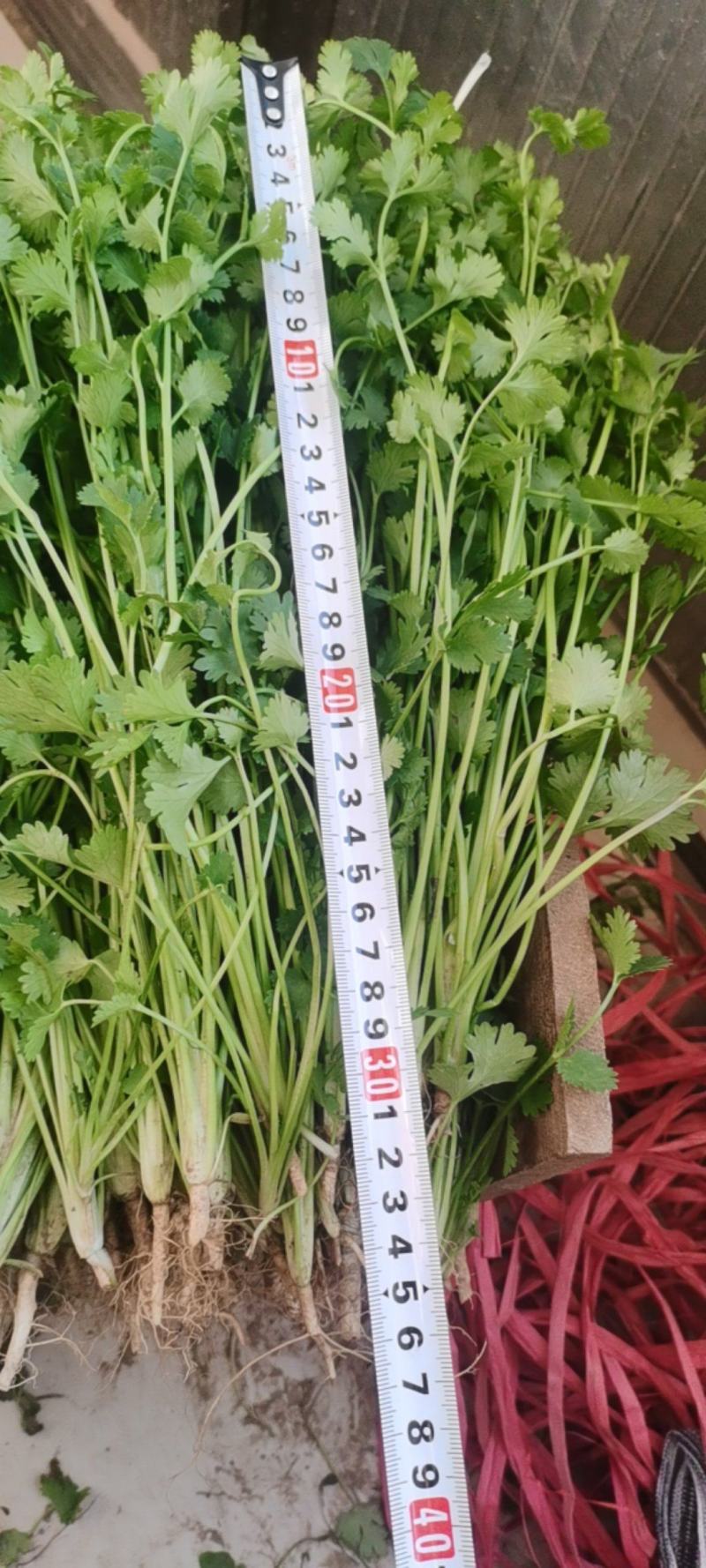 山东高唐铁杆青香菜