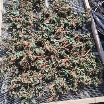 癞蛤蟆草水洗带根全棵—手选色青味浓匠心品质批发零售产地发