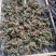 癞蛤蟆草水洗带根全棵—手选色青味浓匠心品质批发零售产地发