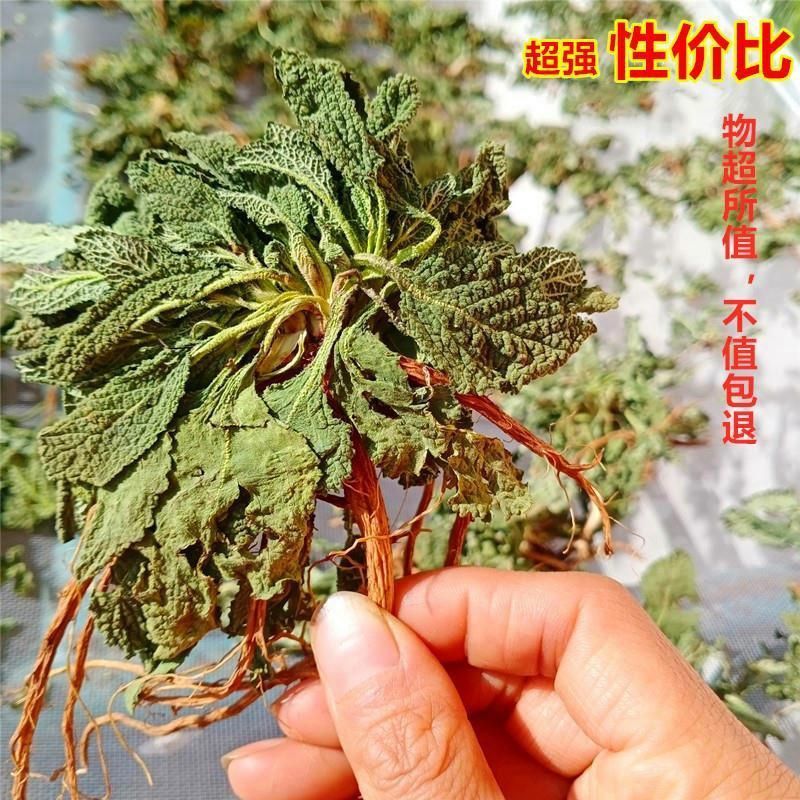 癞蛤蟆草水洗带根全棵—手选色青味浓匠心品质批发零售产地发