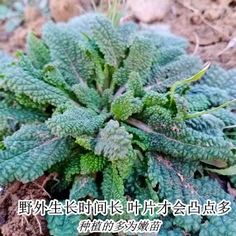 癞蛤蟆草水洗带根全棵—手选色青味浓匠心品质批发零售产地发