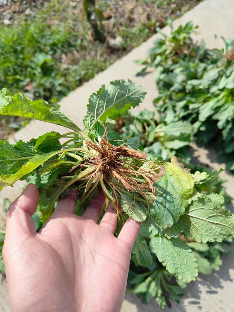 癞蛤蟆草水洗带根全棵—手选色青味浓匠心品质批发零售产地发