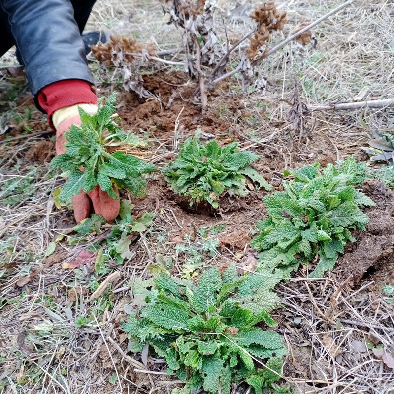 癞蛤蟆草水洗带根全棵—手选色青味浓匠心品质批发零售产地发