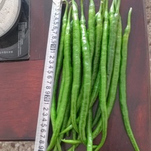 广西线椒，大量上市，3号线，8号线，螺线，二荆条