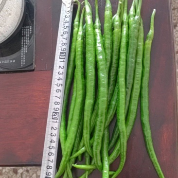 广西线椒，大量上市，3号线，8号线，螺线，二荆条