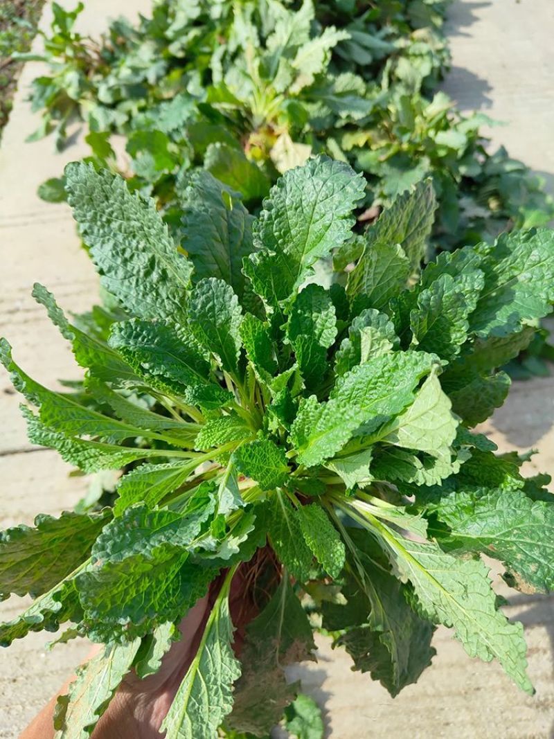 癞蛤蟆草水洗带根全棵—手选色青味浓匠心品质批发零售产地发