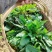 癞蛤蟆草水洗带根全棵—手选色青味浓匠心品质批发零售产地发