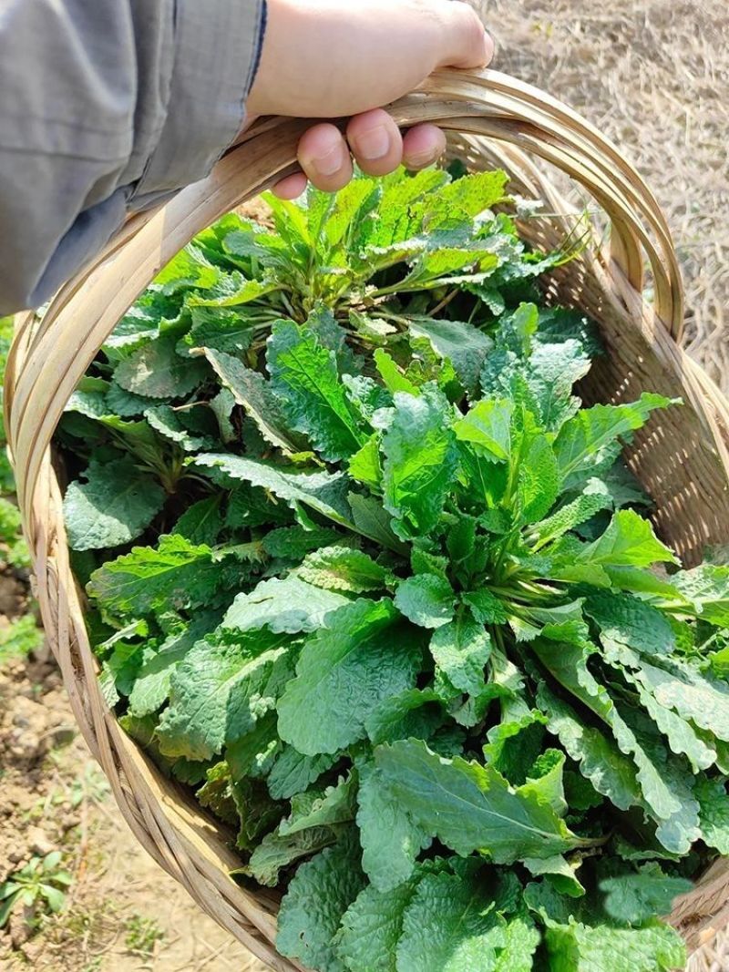癞蛤蟆草水洗带根全棵—手选色青味浓匠心品质批发零售产地发