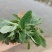 癞蛤蟆草水洗带根全棵—手选色青味浓匠心品质批发零售产地发