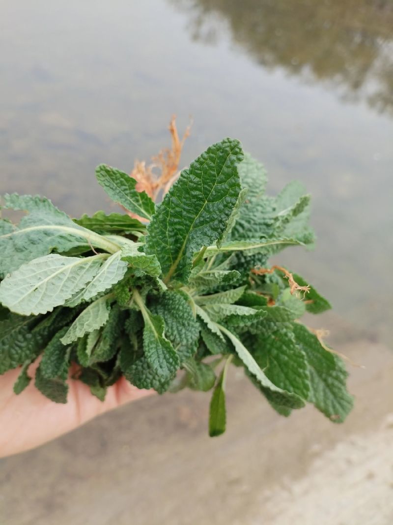 癞蛤蟆草水洗带根全棵—手选色青味浓匠心品质批发零售产地发