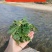 癞蛤蟆草水洗带根全棵—手选色青味浓匠心品质批发零售产地发