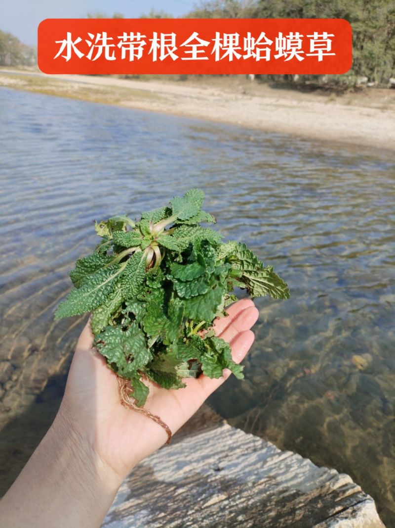癞蛤蟆草水洗带根全棵—手选色青味浓匠心品质批发零售产地发