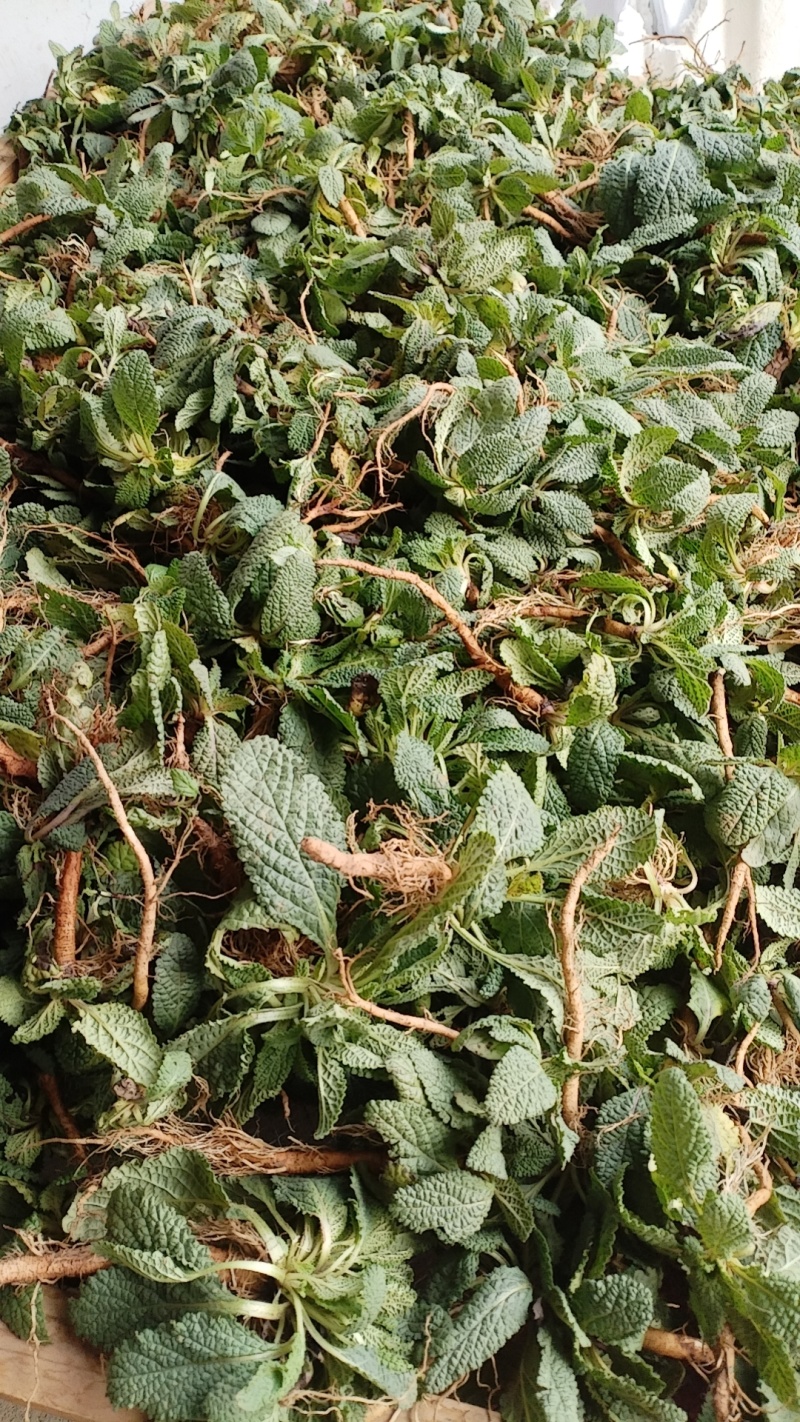 癞蛤蟆草水洗带根全棵—手选色青味浓匠心品质批发零售产地发
