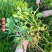 癞蛤蟆草水洗带根全棵—手选色青味浓匠心品质批发零售产地发