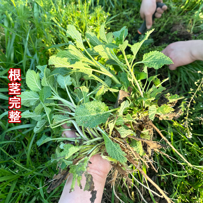 癞蛤蟆草水洗带根全棵—手选色青味浓匠心品质批发零售产地发