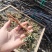 癞蛤蟆草水洗带根全棵—手选色青味浓匠心品质批发零售产地发