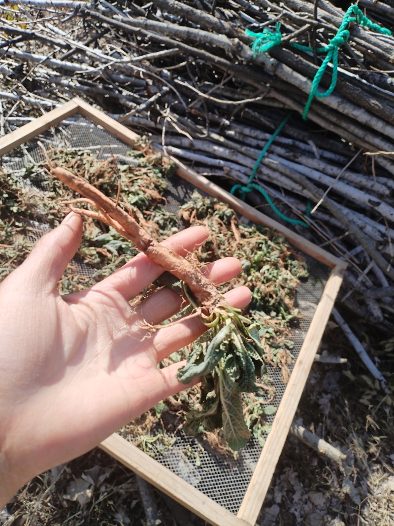 癞蛤蟆草水洗带根全棵—手选色青味浓匠心品质批发零售产地发