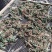 癞蛤蟆草水洗带根全棵—手选色青味浓匠心品质批发零售产地发