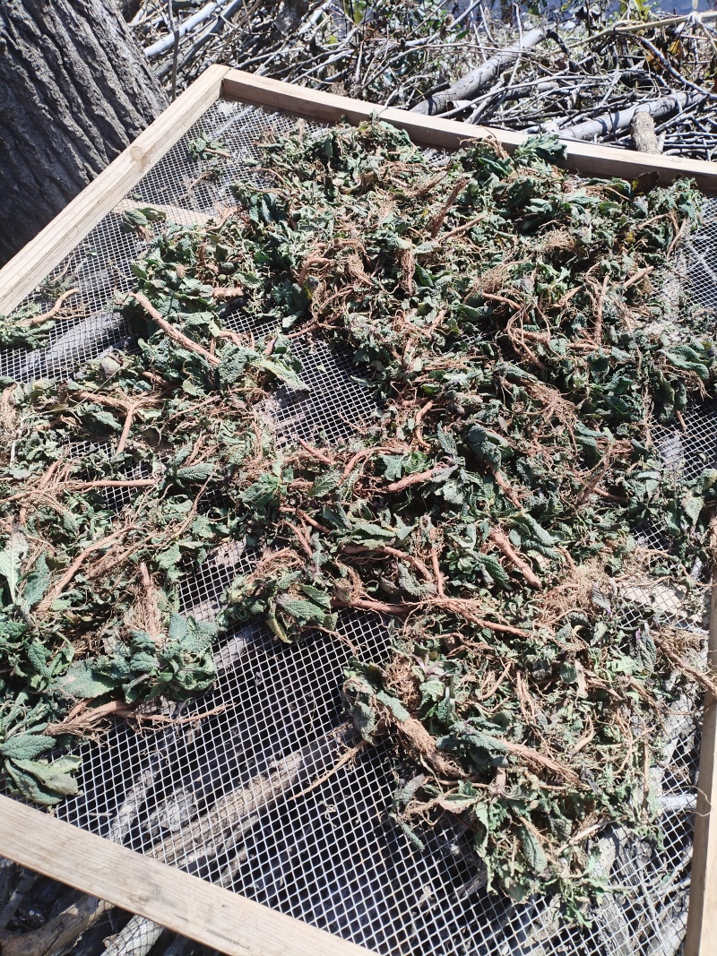 癞蛤蟆草水洗带根全棵—手选色青味浓匠心品质批发零售产地发