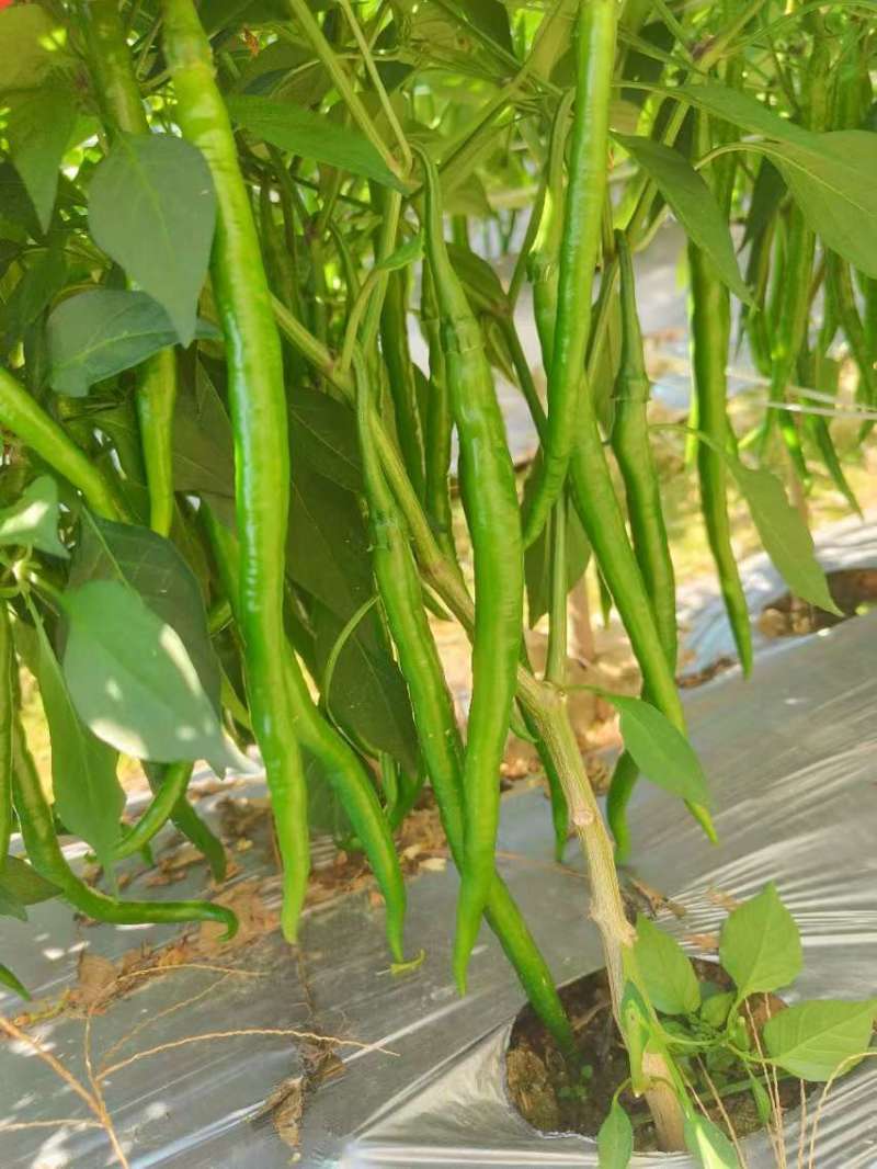 广西线椒，大量上市，3号线，8号线，螺线，二荆条