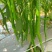 广西线椒，大量上市，3号线，8号线，螺线，二荆条