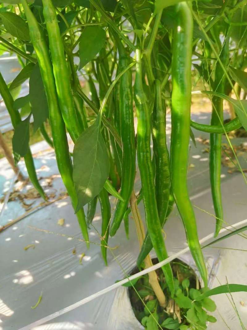 广西线椒，大量上市，3号线，8号线，螺线，二荆条