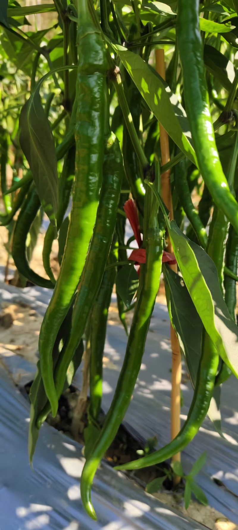 广西线椒，大量上市，3号线，8号线，螺线，二荆条