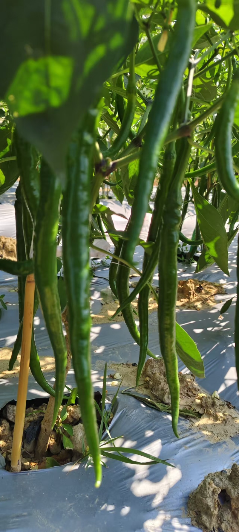 广西线椒，大量上市，3号线，8号线，螺线，二荆条