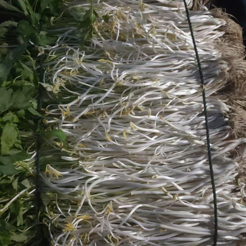 精品白芹，芹芽