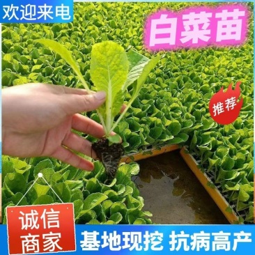 白菜苗