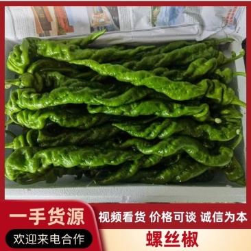 螺丝椒品质保证视频看货代发全国一手货源