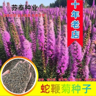 蛇鞭菊种子花镜植物麒麟菊花种庭院室外多年生宿根耐寒草本