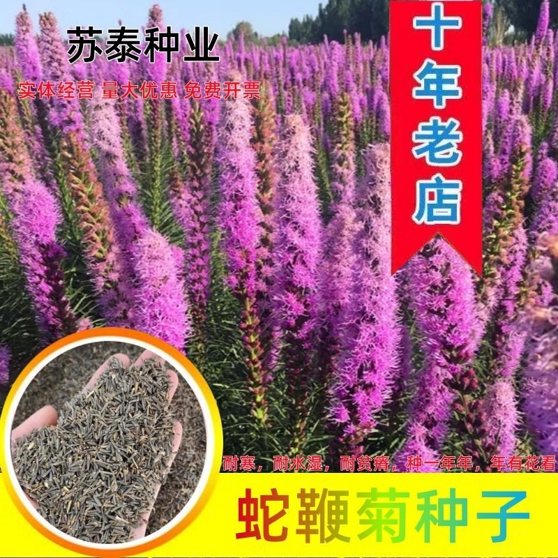 蛇鞭菊种子花镜植物麒麟菊花种庭院室外多年生宿根耐寒草本