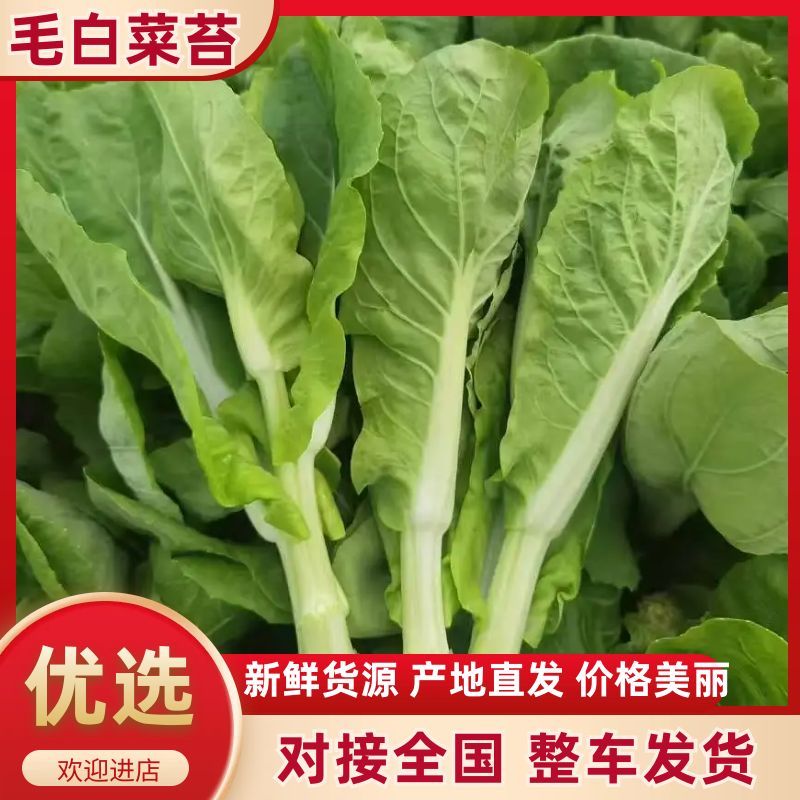 《白菜苔》小白菜苔安徽菜苔毛白菜苔常年供应一条龙服务