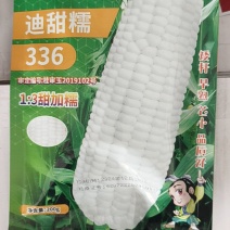 甜糯玉米种子白玉米种子336玉米种子