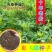 草木樨种子夏季耐旱耐热护坡蜜源植物四季