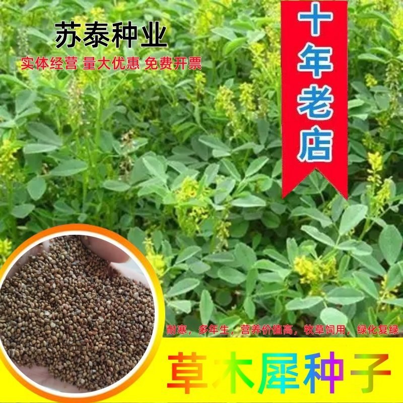 草木樨种子夏季耐旱耐热护坡蜜源植物四季