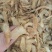 天麻片鲜切片祥泰药材栈中药材批发零售实物拍摄量多从优