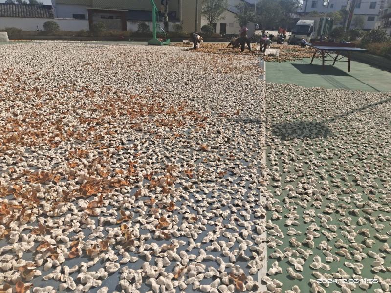 正宗茶枝柑陈皮