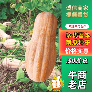 珍优蜜本南瓜甜粉糯肉厚腔小连续坐果能力强欢迎咨询