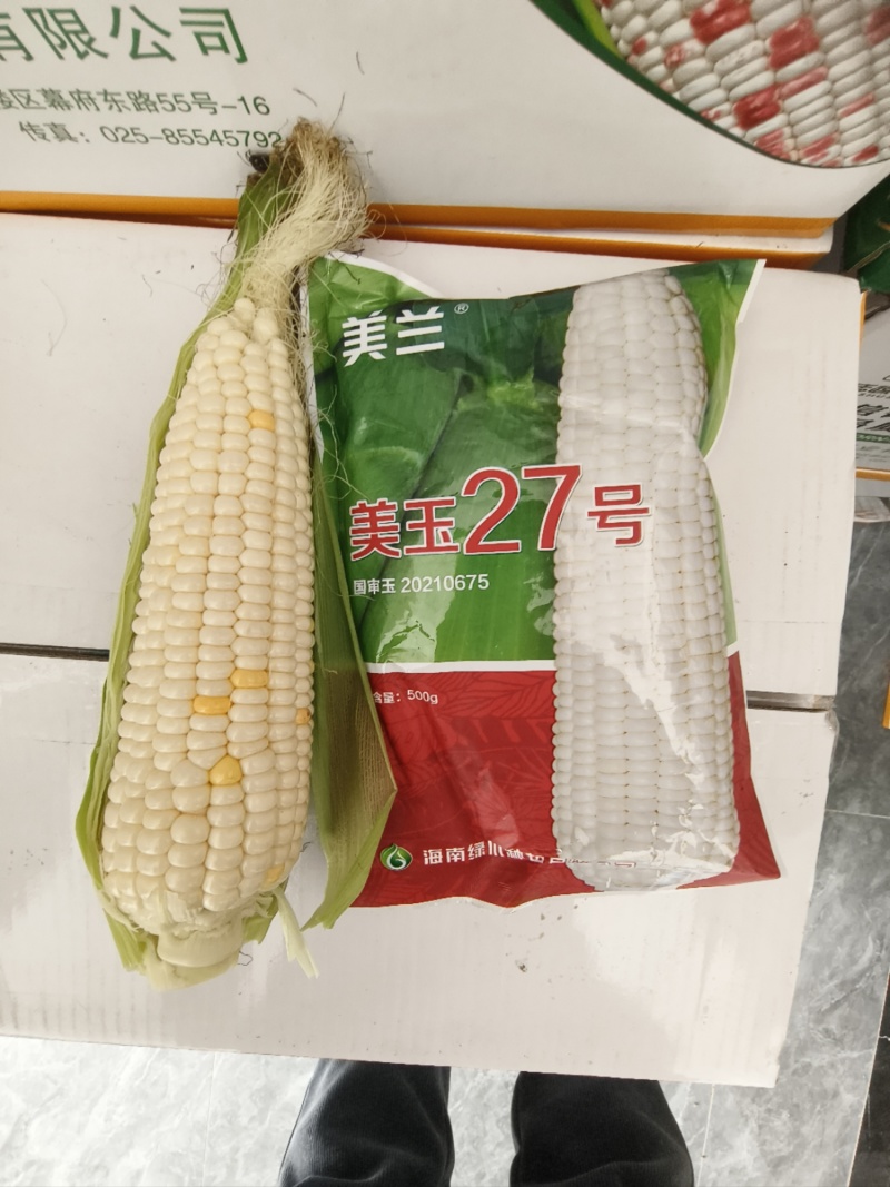 美玉27甜味糯白玉米糯玉米