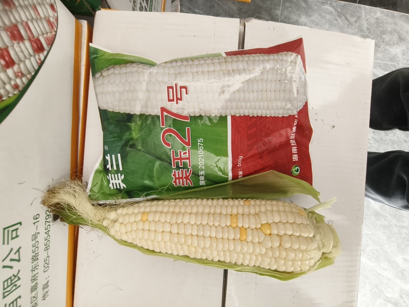 美玉27甜味糯白玉米糯玉米
